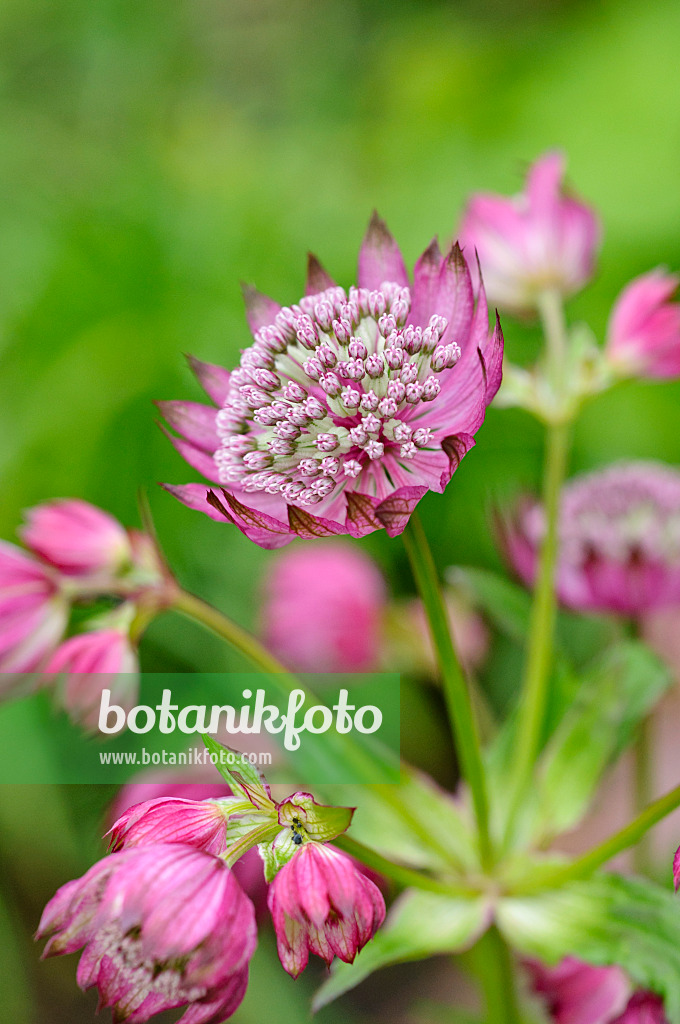 473149 - Große Sterndolde (Astrantia major 'Ruby Cloud')