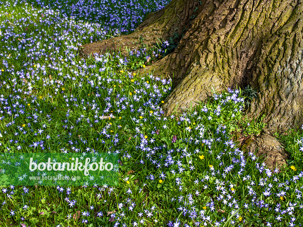 447071 - Große Sternhyazinthe (Chionodoxa forbesii syn. Scilla forbesii) und Stieleiche (Quercus robur)