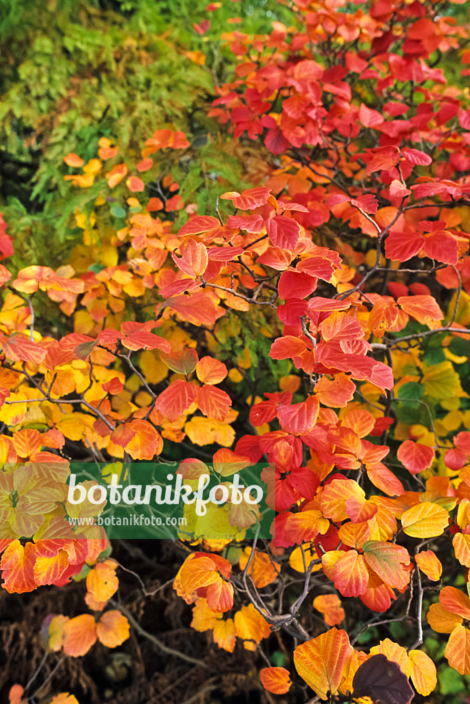 383061 - Großer Federbuschstrauch (Fothergilla major)