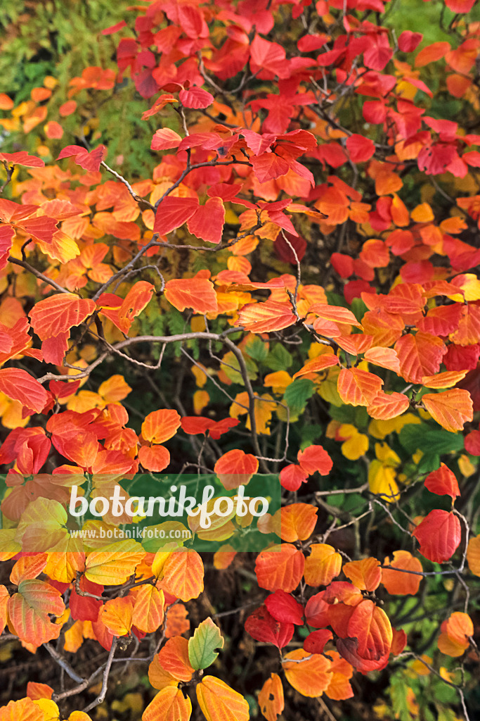 383062 - Großer Federbuschstrauch (Fothergilla major)