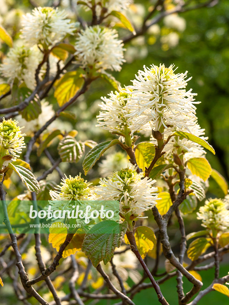 437188 - Großer Federbuschstrauch (Fothergilla major 'Monticola' syn. Fothergilla monticola)