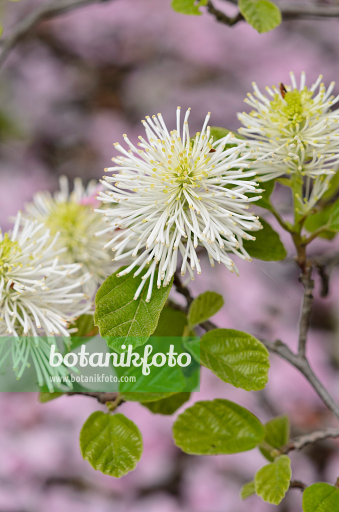 520121 - Großer Federbuschstrauch (Fothergilla major)