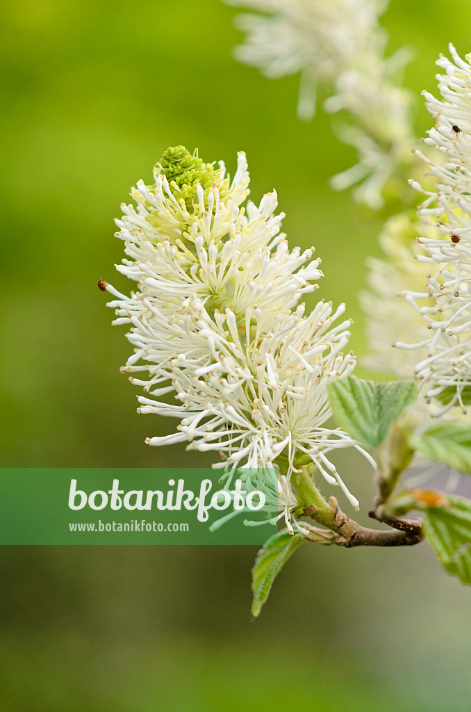 531194 - Großer Federbuschstrauch (Fothergilla major)