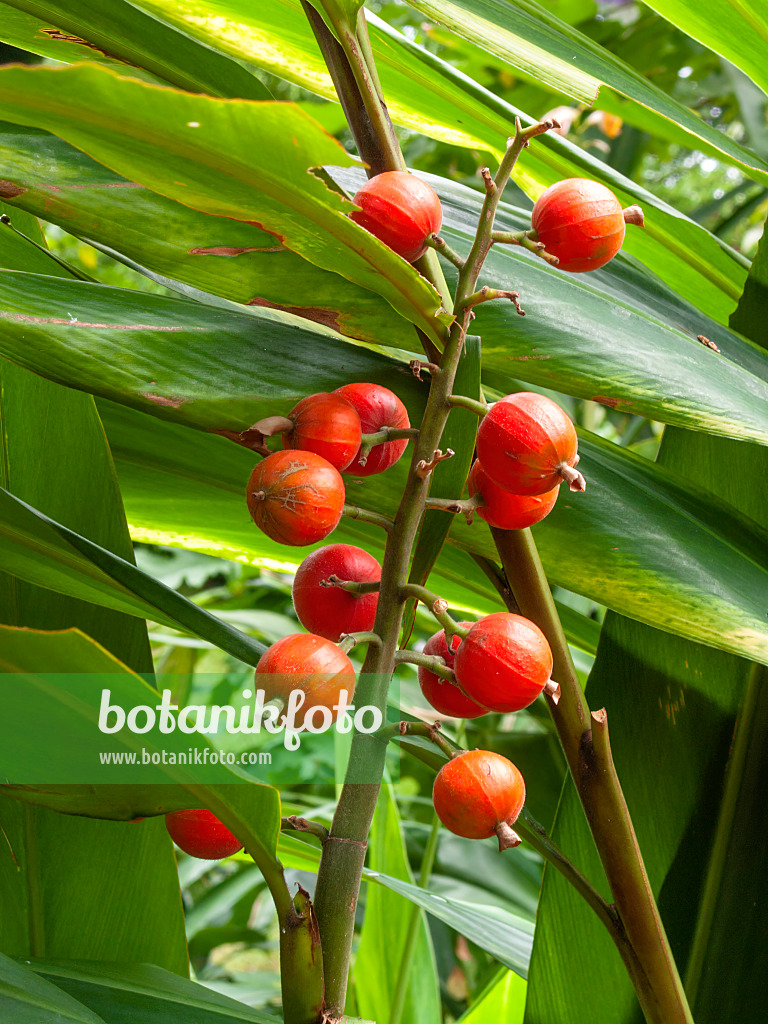 411147 - Großer Galgant (Alpinia galanga)