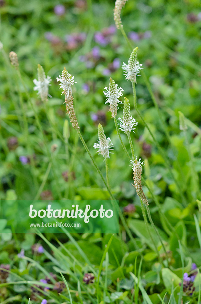 523073 - Großer Wegerich (Plantago major)