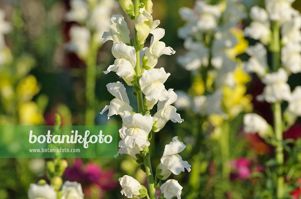 486165 - Großes Löwenmaul (Antirrhinum majus)