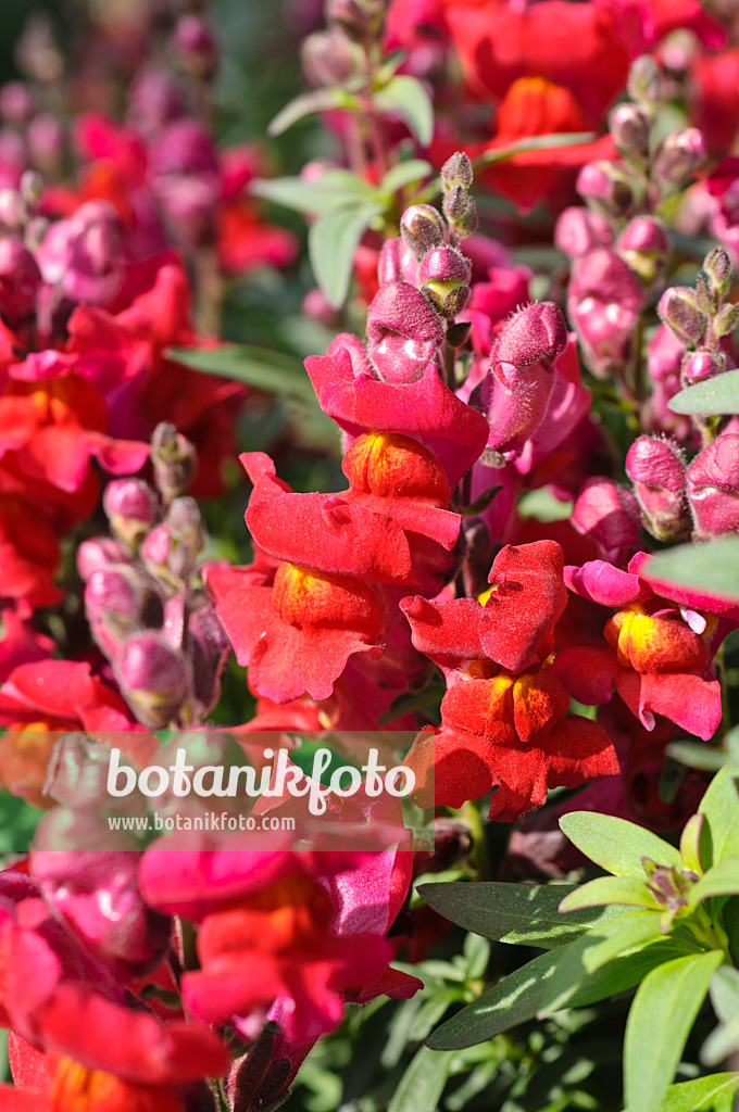 476221 - Großes Löwenmaul (Antirrhinum majus 'Coronette Crimson')