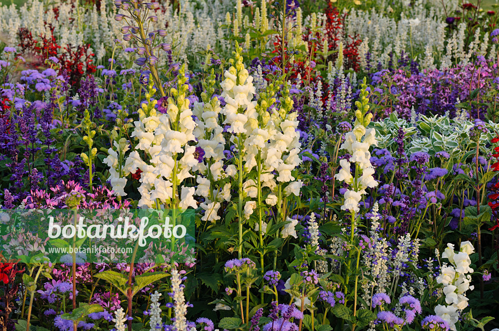 475213 - Großes Löwenmaul (Antirrhinum majus), Leberbalsam (Ageratum houstonianum) und Spinnenblume (Tarenaya hassleriana 'Señorita Rosalita' syn. Cleome hassleriana 'Señorita Rosalita')