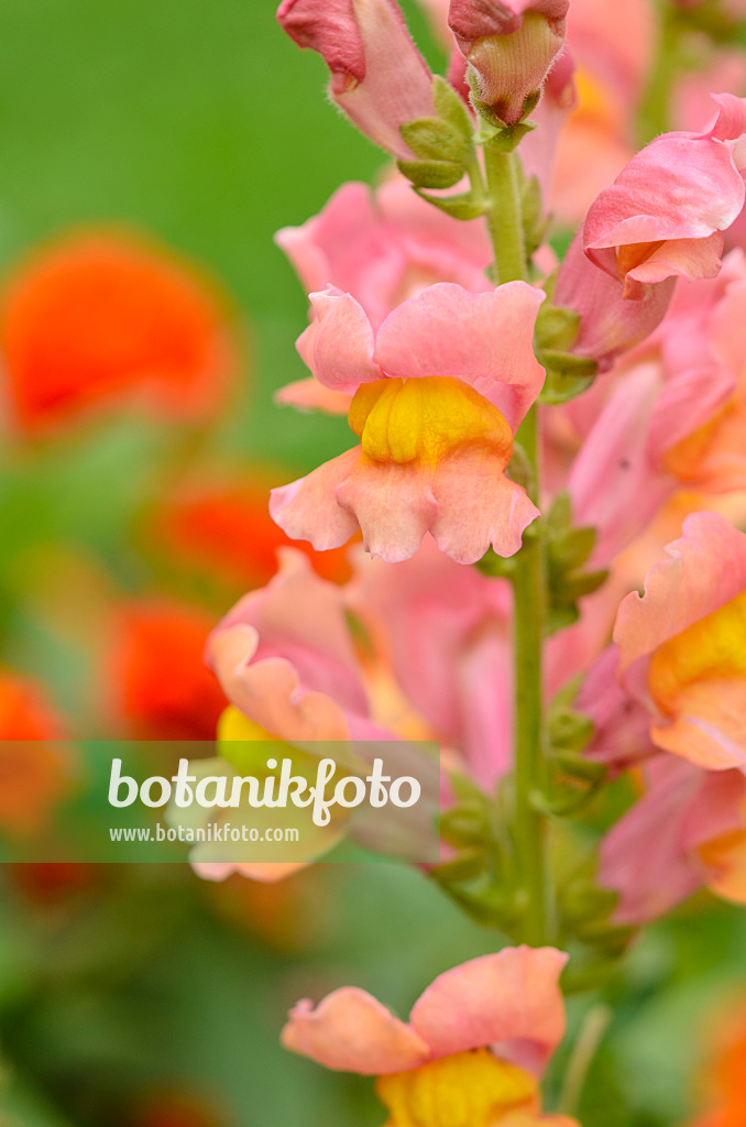 523131 - Großes Löwenmaul (Antirrhinum majus 'Rocket Bronze')