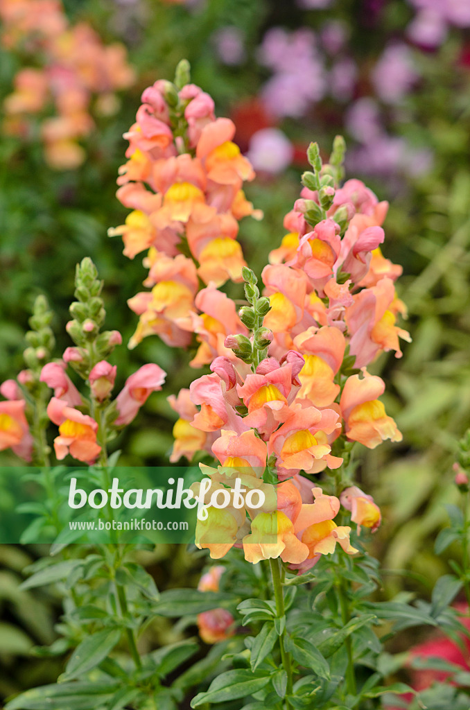 547039 - Großes Löwenmaul (Antirrhinum majus 'Rocket Bronze')