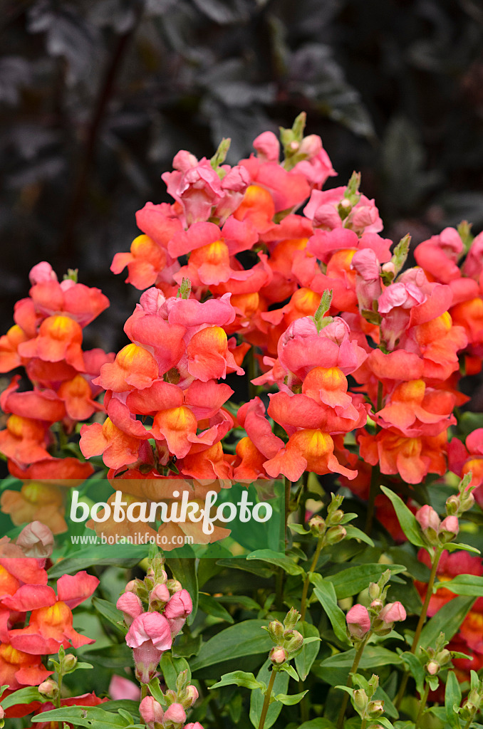 524055 - Großes Löwenmaul (Antirrhinum majus 'Sonnet Scarlet')