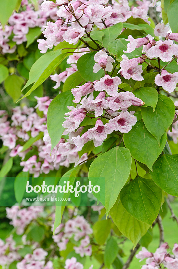 508143 - Großkroniger Trompetenbaum (Catalpa bungei)