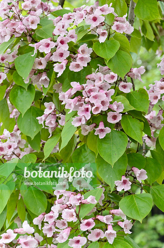 508144 - Großkroniger Trompetenbaum (Catalpa bungei)