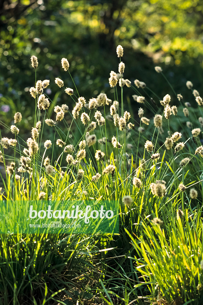 389019 - Grünes Blaugras (Sesleria heufleriana)