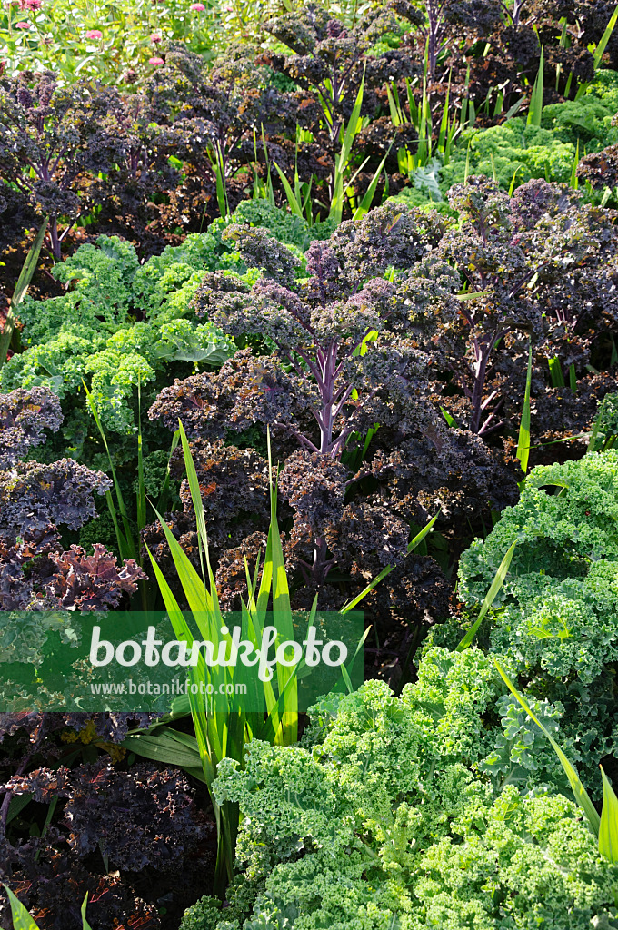 487271 - Grünkohl (Brassica oleracea var. sabellica 'Redbor' und Brassica oleracea var. sabellica 'Reflex')