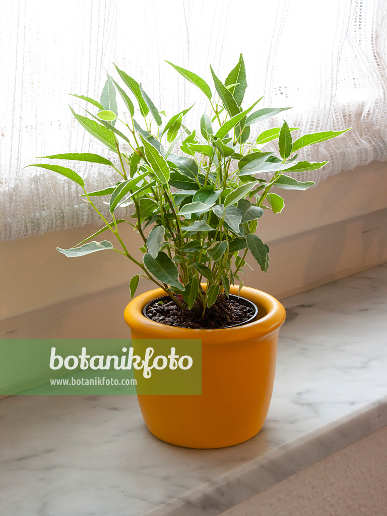 400021 - Gummibaum (Ficus benjamina)