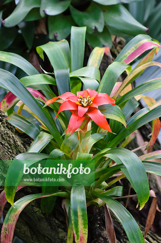 467001 - Guzmania lingulata