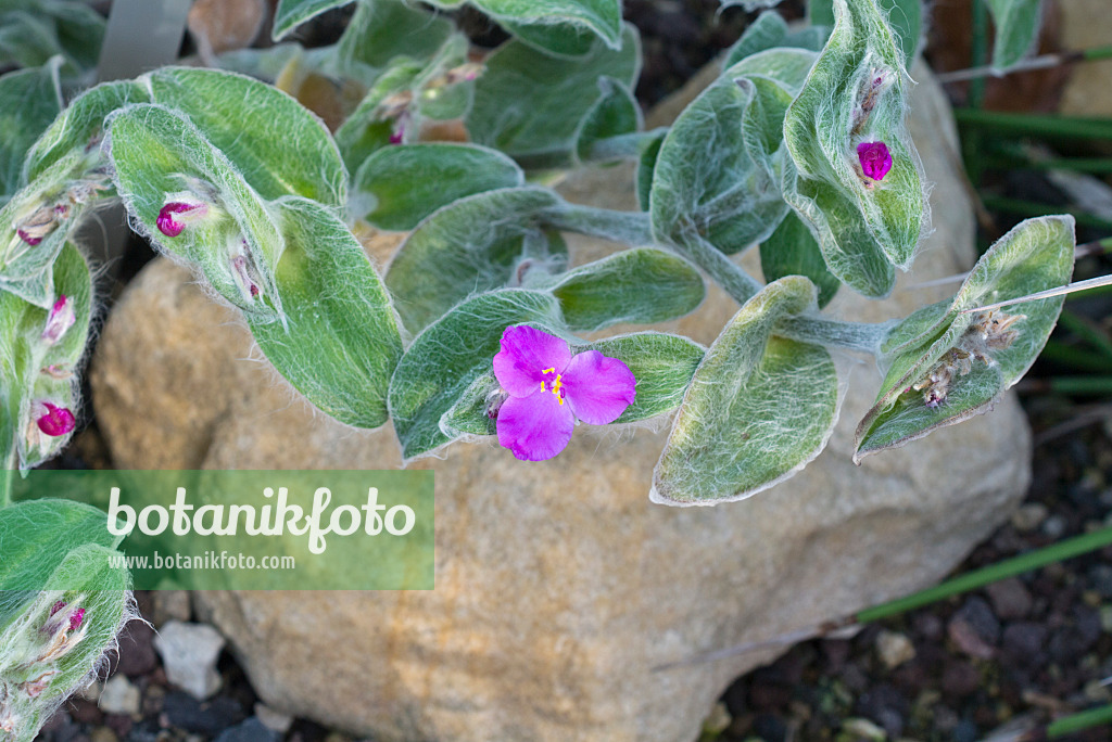 550007 - Haarige Dreimasterblume (Tradescantia sillamontana)