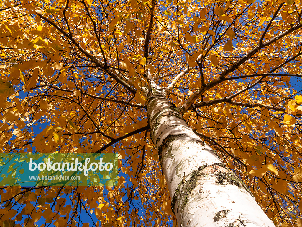 431020 - Hängebirke (Betula pendula)