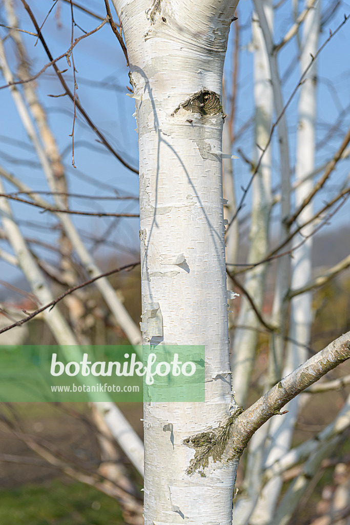 607020 - Hängebirke (Betula pendula 'Tristis')