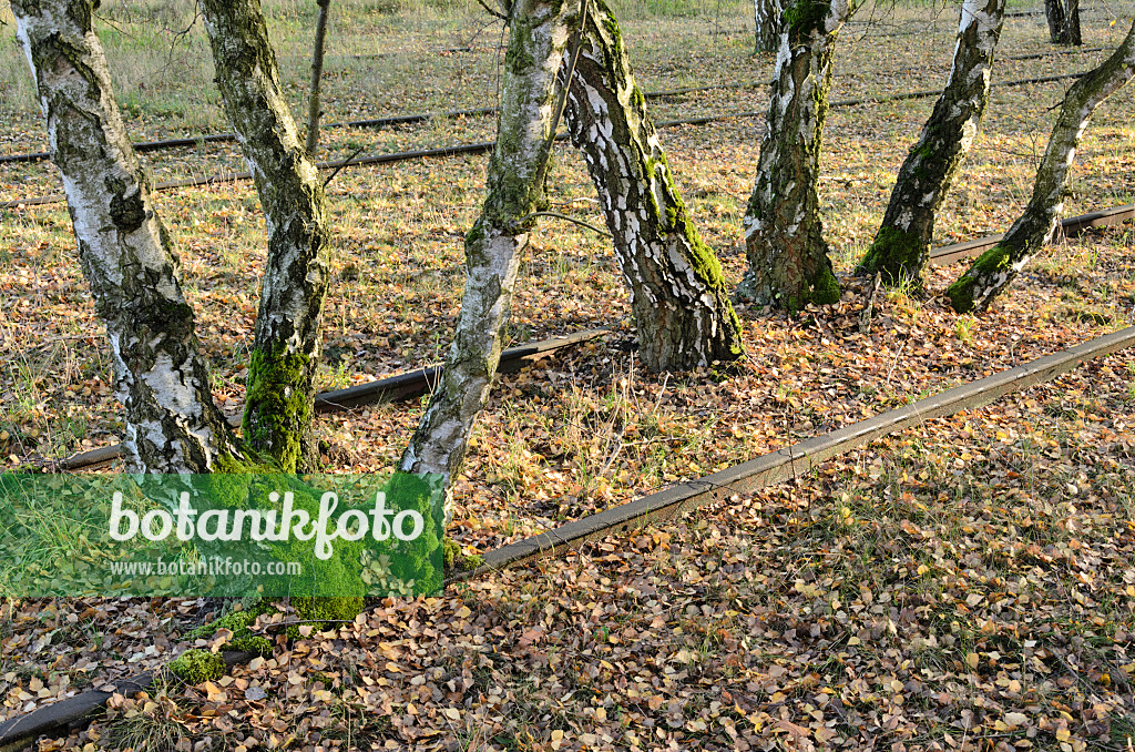 526007 - Hängebirke (Betula pendula) zwischen Gleisen auf einem verlassenen Güterbahnhof, Naturschutzgebiet Schöneberger Südgelände, Berlin, Deutschland