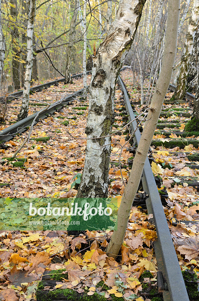 526012 - Hängebirke (Betula pendula) zwischen Gleisen auf einem verlassenen Güterbahnhof, Naturschutzgebiet Schöneberger Südgelände, Berlin, Deutschland