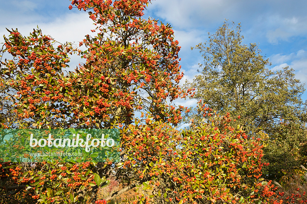 514005 - Hahnendorn (Crataegus crus-galli)