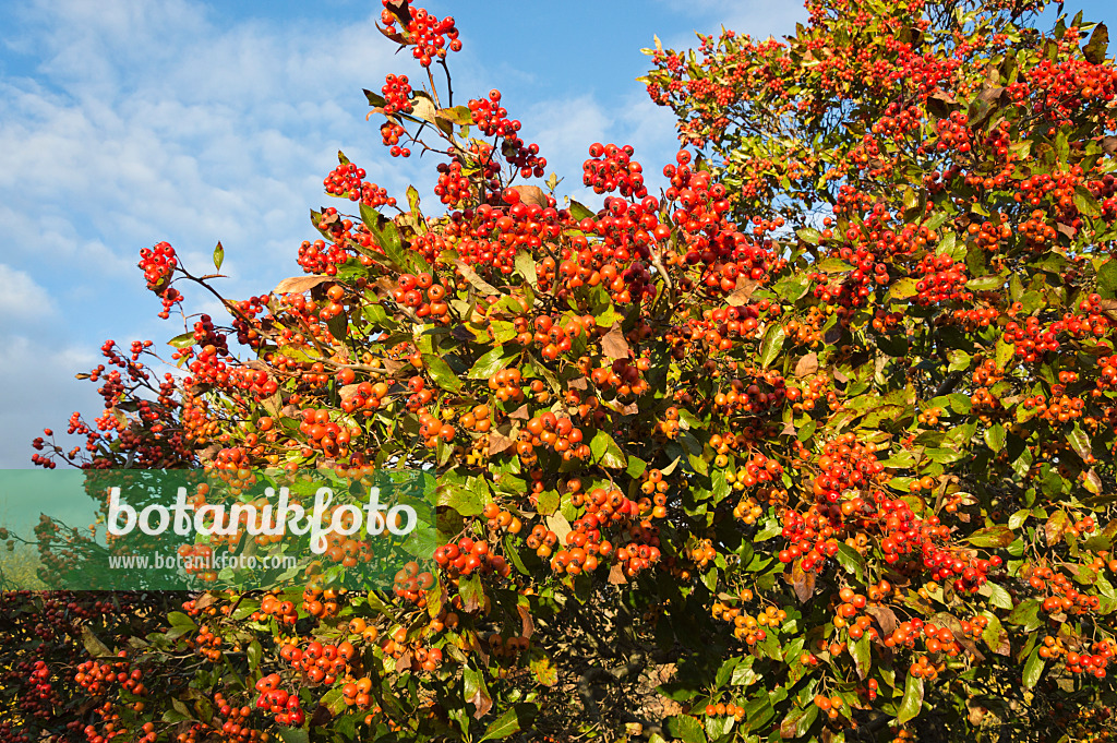 514006 - Hahnendorn (Crataegus crus-galli)