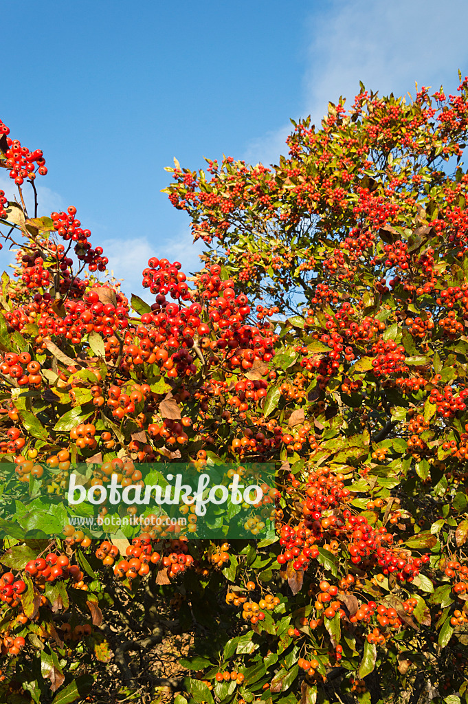 514007 - Hahnendorn (Crataegus crus-galli)