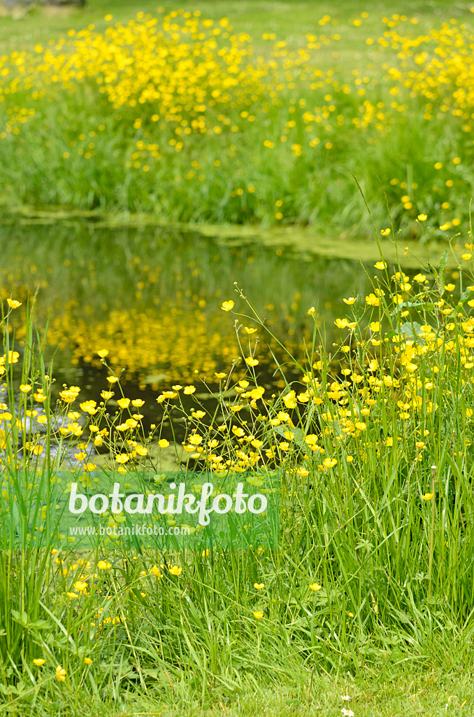 545027 - Hahnenfuß (Ranunculus) an einem Teich