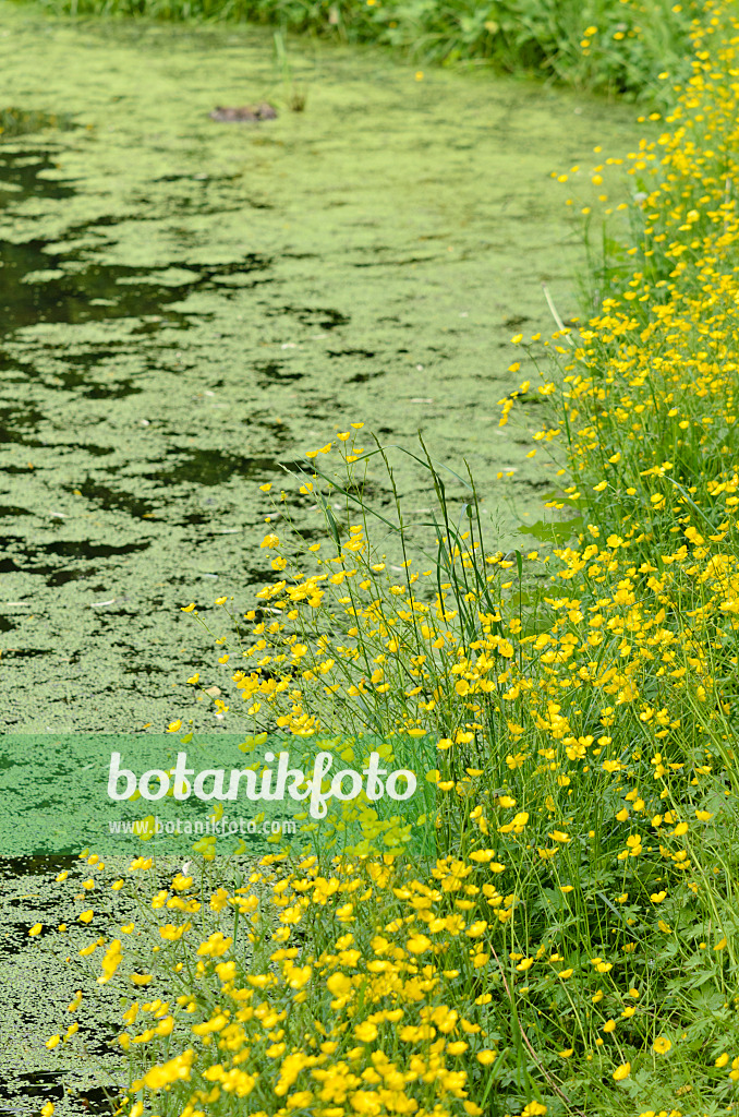 545028 - Hahnenfuß (Ranunculus) an einem Teich