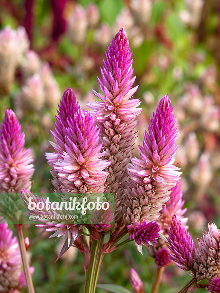 441047 - Hahnenkamm (Celosia argentea)