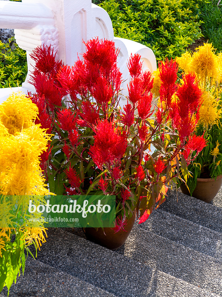 434093 - Hahnenkamm (Celosia argentea var. plumosa)