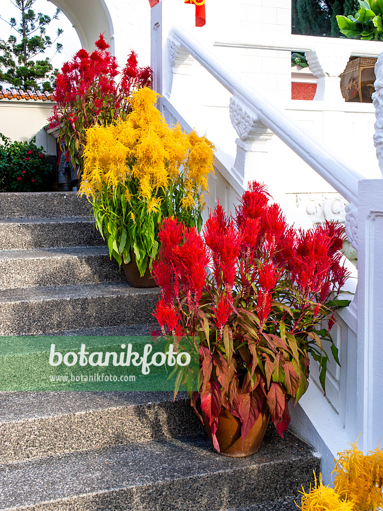 434094 - Hahnenkamm (Celosia argentea var. plumosa), Chinesischer Garten, Singapur