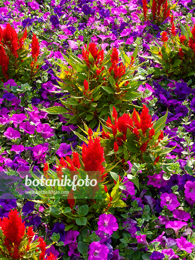 404003 - Hahnenkamm (Celosia argentea var. plumosa 'Fresh Look Red')