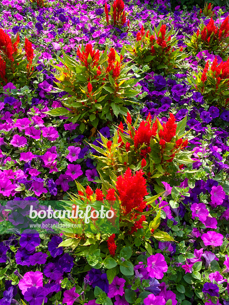 404004 - Hahnenkamm (Celosia argentea var. plumosa 'Fresh Look Red')