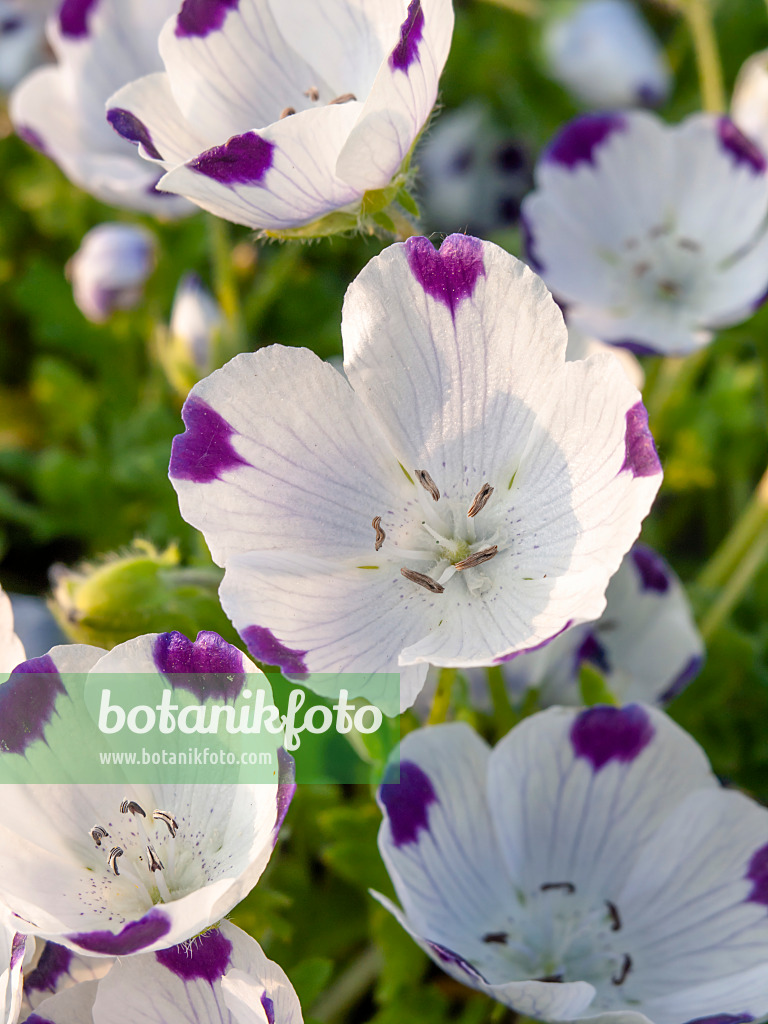 448055 - Hainblume (Nemophila maculata)