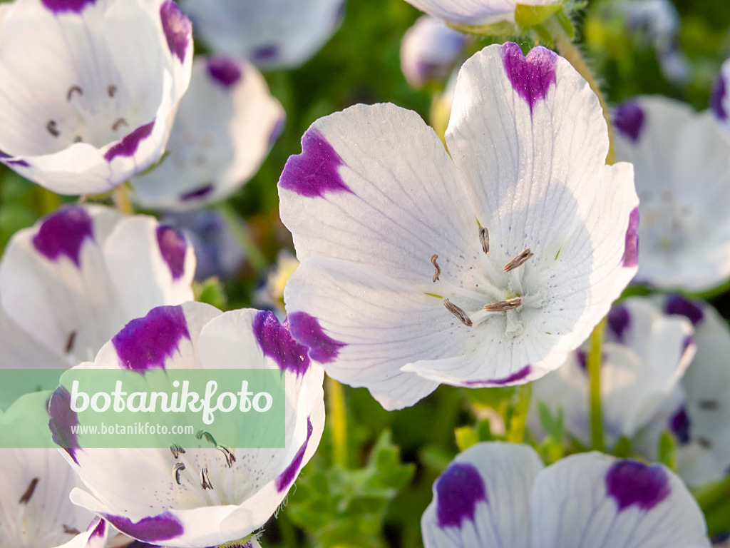 448056 - Hainblume (Nemophila maculata)