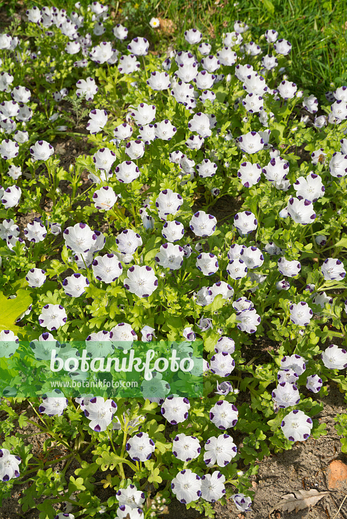 610011 - Hainblume (Nemophila maculata)