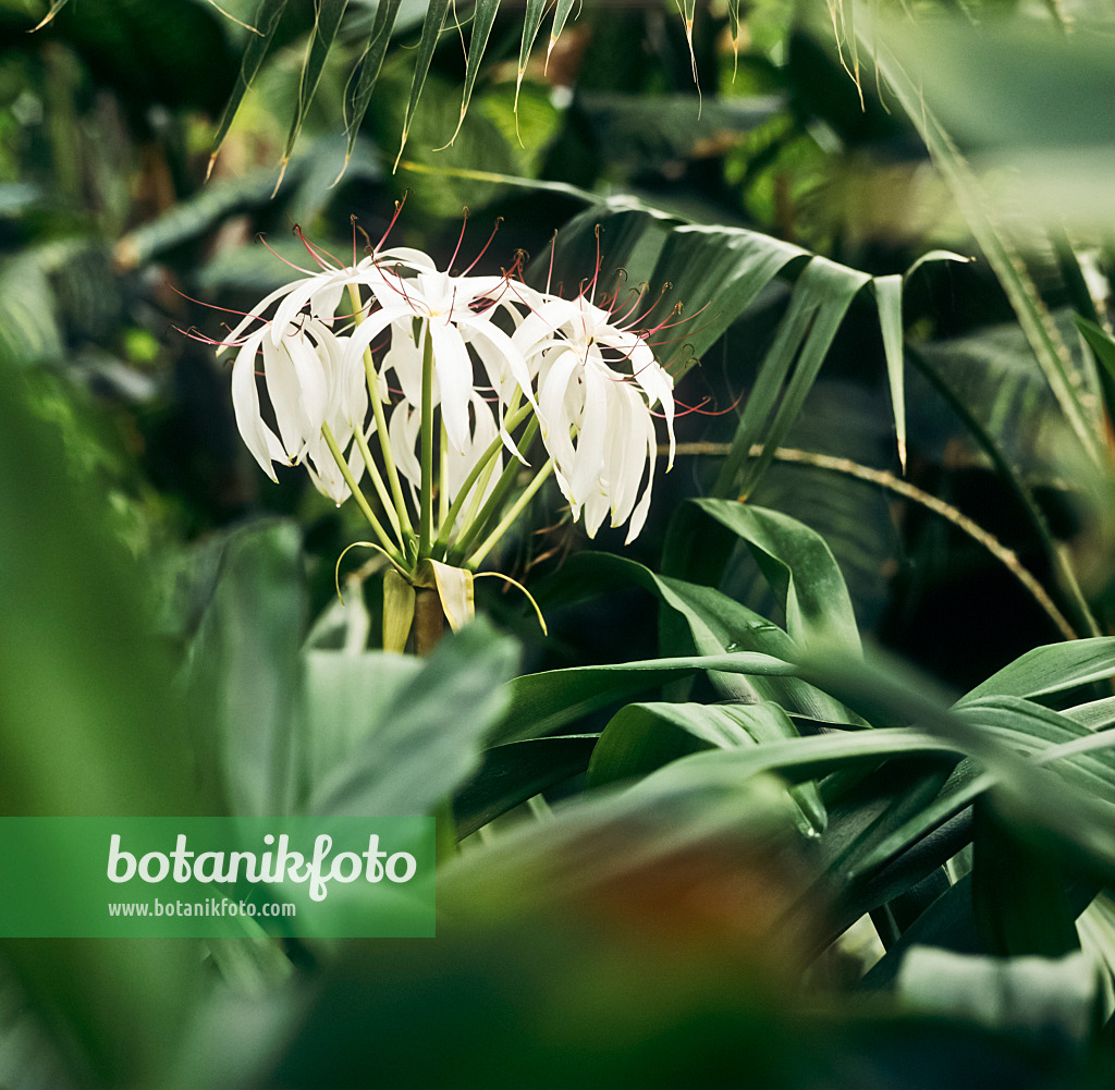 236007 - Hakenlilie (Crinum erubescens)