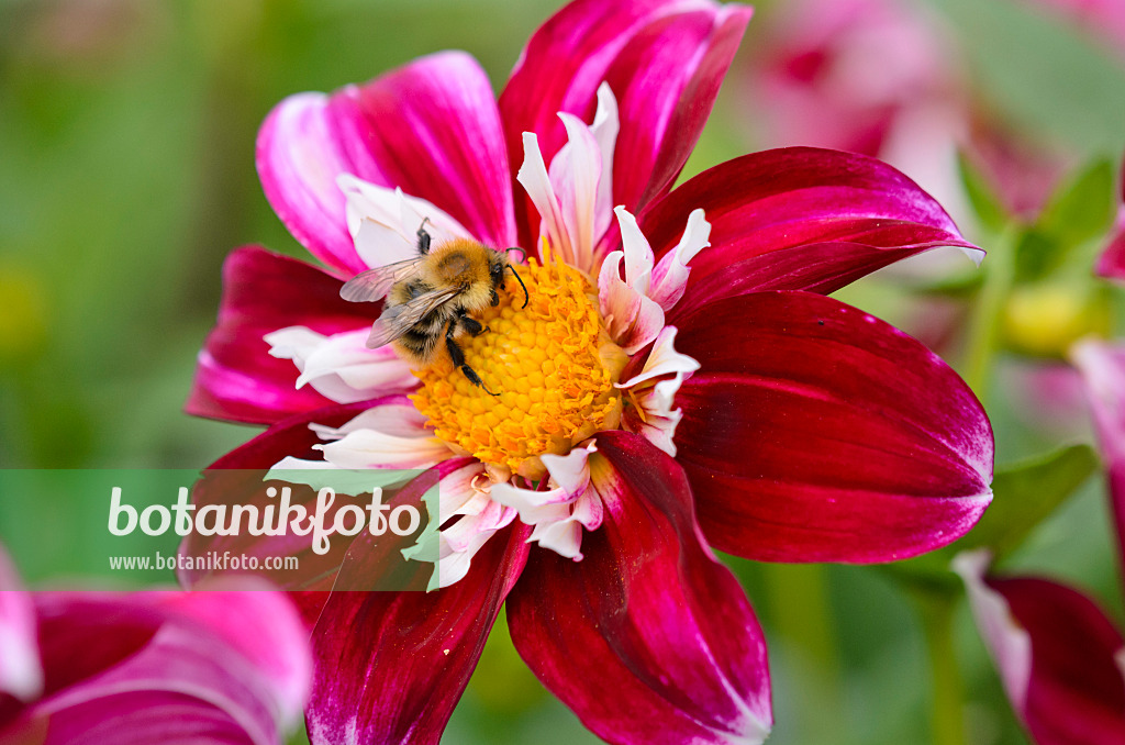 525011 - Halskrausendahlie (Dahlia Night Butterfly) und Hummel (Bombus)