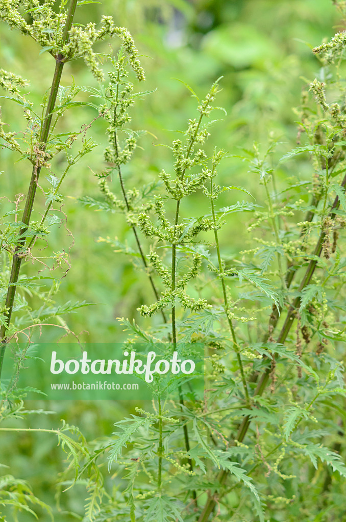 534456 - Hanfblättrige Brennnessel (Urtica cannabina)