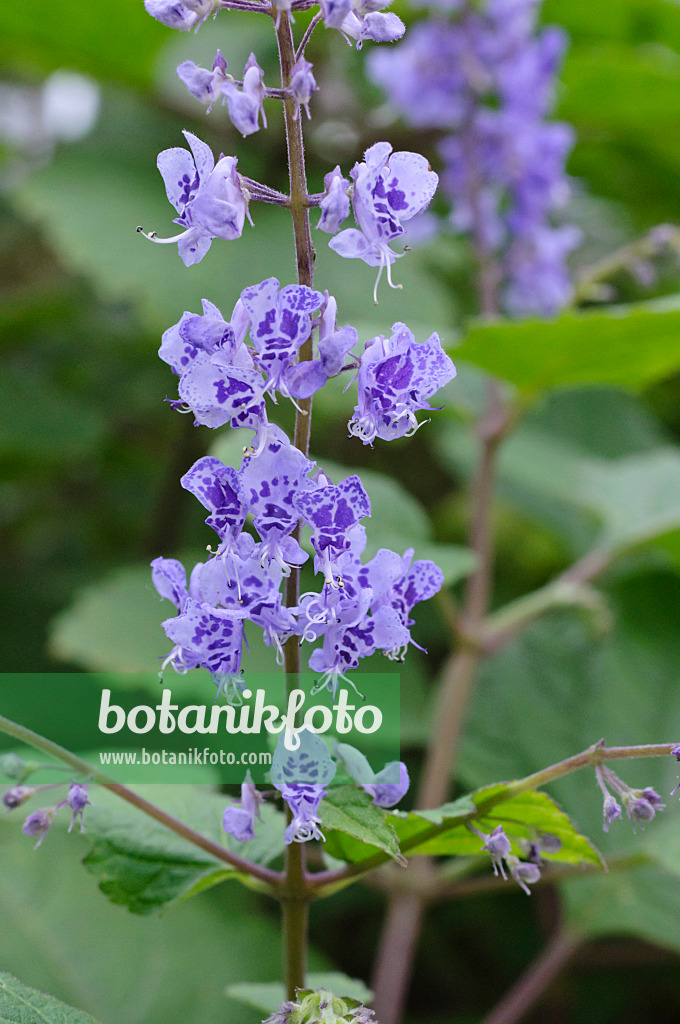 469023 - Harfenstrauch (Plectranthus fruticosus)