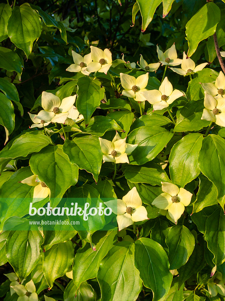 401247 - Hartriegel (Cornus)