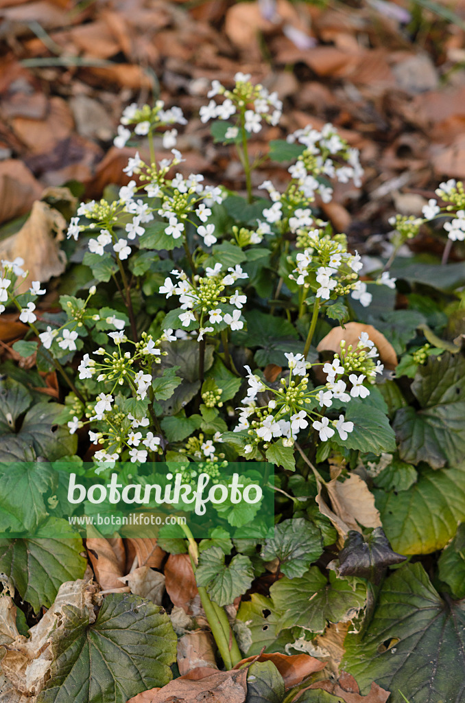 530017 - Haselwurzblättriges Schaumkraut (Pachyphragma macrophylla)