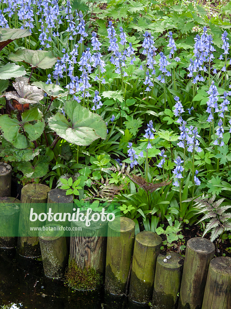 401080 - Hasenglöckchen (Hyacinthoides non-scripta)