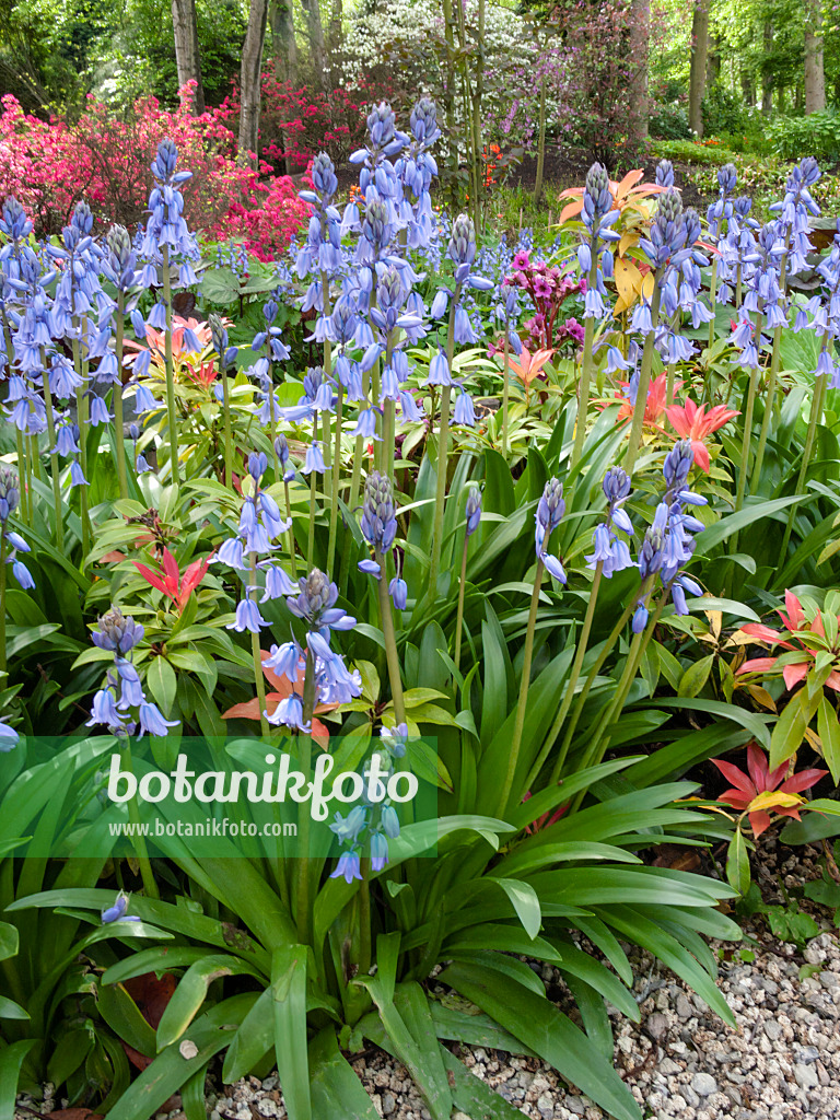 401081 - Hasenglöckchen (Hyacinthoides non-scripta)