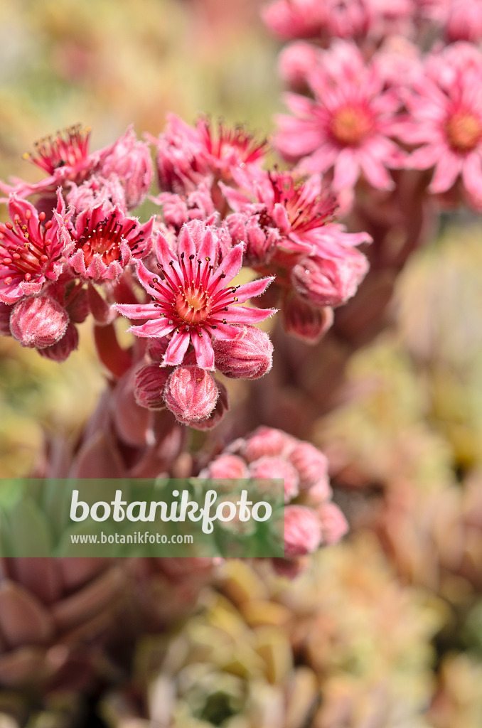 521501 - Hauswurz (Sempervivum erythraeum)