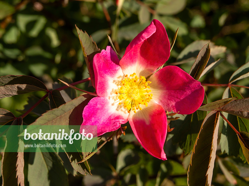 438034 - Hechtrose (Rosa glauca)