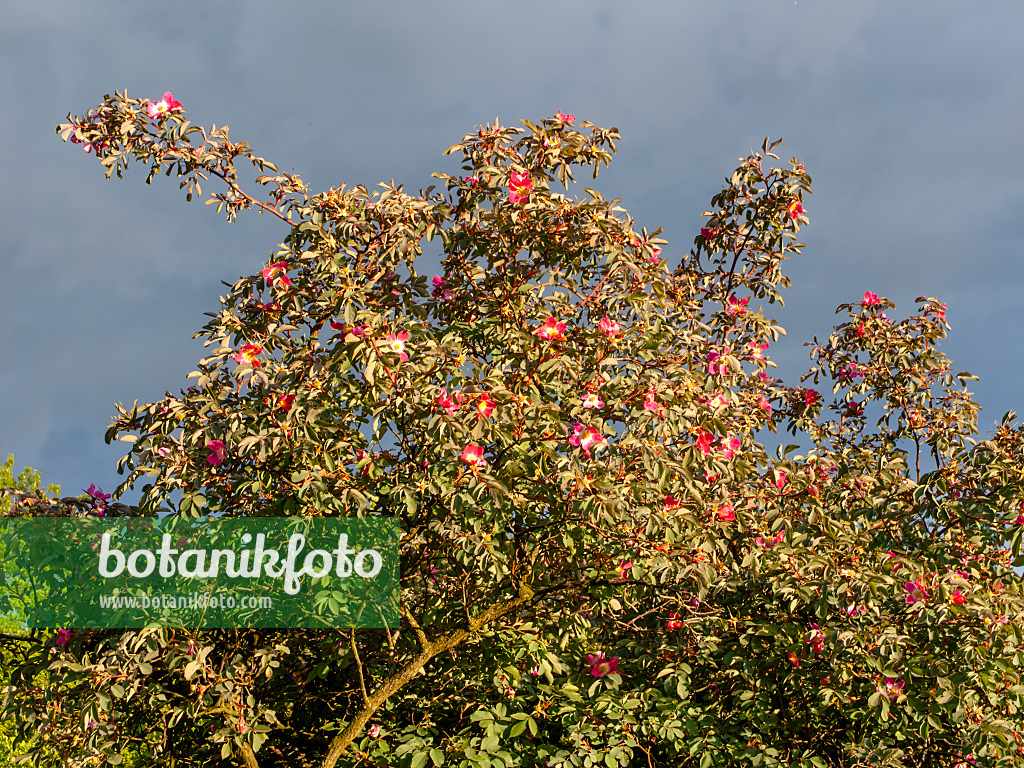 438157 - Hechtrose (Rosa glauca)